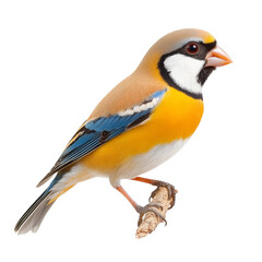 Fototapeta premium Colorful bird perched on a branch in natural light
