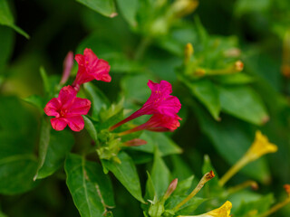 Fototapeta premium Chilean araucaria ( lat. Araucaria araucana ) is a coniferous tree