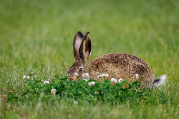Feeding hare in clover. Young European brown hare, Lepus europaeus, grazing clover blossoms on meadow. Beautiful brown animal with long ears. Wild hare in spring nature. Fast running mammal. Wildlife. © Vaclav