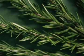 Flat lay of fresh rosemary sprigs arranged on a dark green background, showcasing natural texture and vibrant green hues. Perfect for culinary, herbal, or decorative purposes