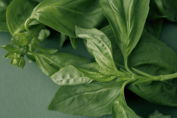 Fresh basil leaves arranged on a green textured background, highlighting their vibrant color and natural texture. Ideal for culinary, herbal, or decorative purposes