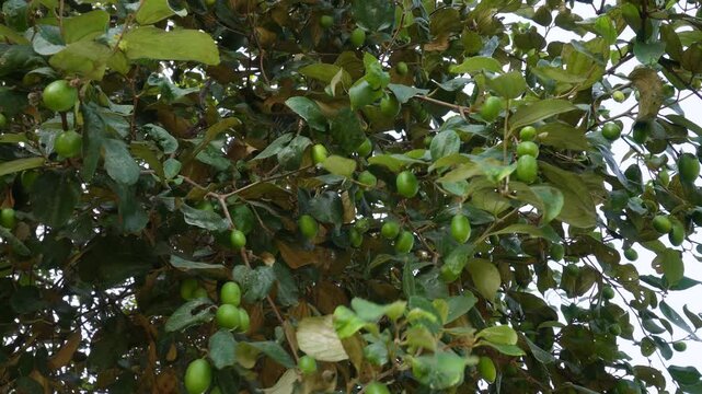 Indian jujube plant with tree full 