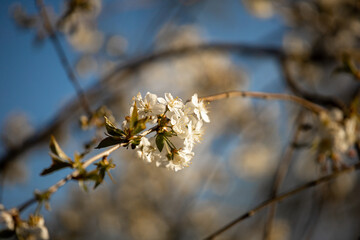 blooming apple