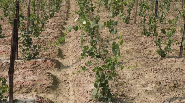 Pointed gourd plants are growing on the field