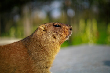 Focused marmot  