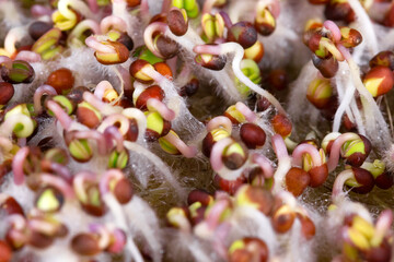 Growth of the attractive organic red cabbage sprouts, healthy microgreen 
