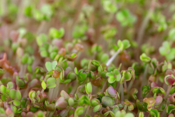 Growth of attractive organic arugula sprouts, healthy microgreens