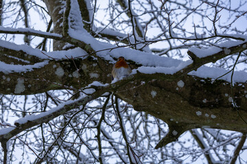 European robin sitting on the snowy tree branch .Winter. Snow. Scotland