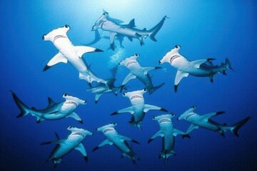 Obraz premium Scalloped Hammerhead Sharks