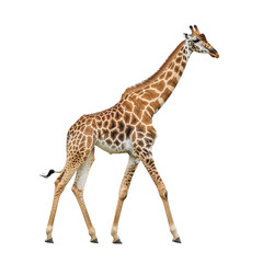 Fototapeta premium Giraffe walking gracefully in open space