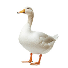 Fototapeta premium white duck full body shot isolated white background