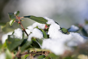 frosts in spring. buds on the tree begin to bloom, the tree awakens after winter, agriculture and...