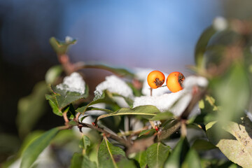 frosts in spring. buds on the tree begin to bloom, the tree awakens after winter, agriculture and frosts