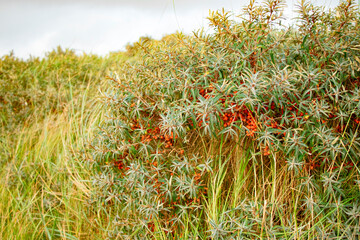 beautiful sea buckthorn bush with many, small, orange fruits on the island of Rømø in Denmark