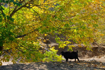 A black goat grazing under the canopy of an autumn tree.