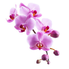 A beautiful orchid flower arrangement showcasing delicate pink petals against a clean transparent background, orchid flower on transparent background