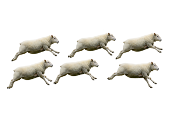 Jumping sheep isolated on transparent background, playful motion. Nature and wildlife concept. Transparent PNG cutout