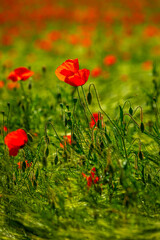 Field wit red Poppy Flowers in beautiful Backlight, selective Focus, Copyspace