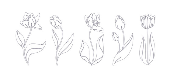 Set of linear sketches, contours of spring tulip flowers. Seasonal botanical elements. Vector graphics.
