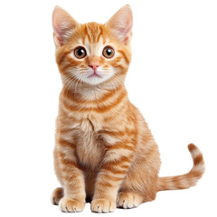 Adorable orange tabby kitten sitting calmly