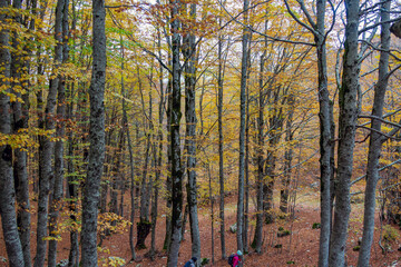 Bosco di Forca d'Acero in autunno. Mille colori in Abruzzo