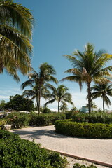 Fototapeta premium palm trees on the beach