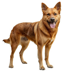 Proud, happy dog with joyful expression