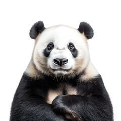 Obraz premium Cute panda looking directly at the camera