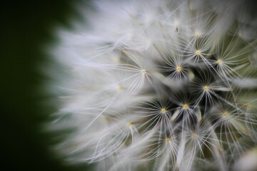 Flor blanca  diente de leon con bokeh y fondo desenfocado abstracta