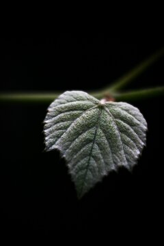Hoja de parra verde muy de cerca con bokeh y fondo desenfocado