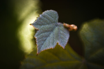 Hoja de parra pequeña con bokeh y fondo desenfocado