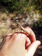 Mantis insect on hand