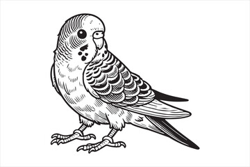 Fototapeta premium Line art of Budgerigar vector