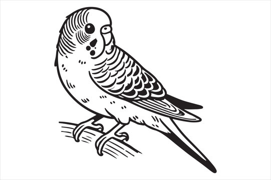 black and white budgie perched on branch clip art preview
