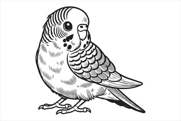 Line art of Budgerigar vector