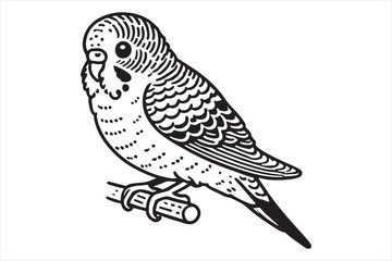 Line art of Budgerigar vector