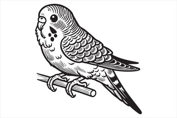 Fototapeta premium Line art of Budgerigar vector
