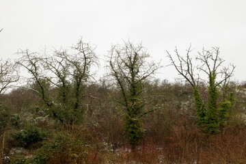 Winter landscape featuring barren trees and foliage in a misty environment