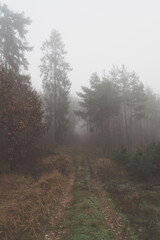 Nebel im Wald