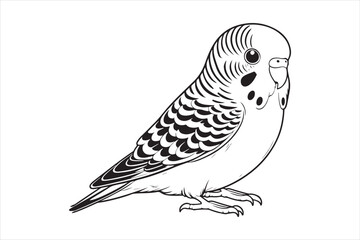 Fototapeta premium Line art of Budgerigar vector