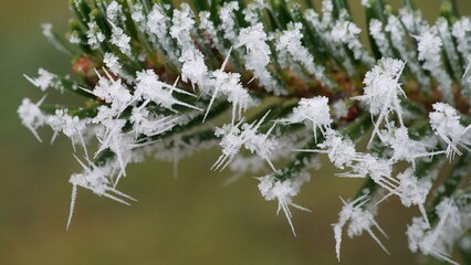 Hoarfrost star on a fir branch; macro photo