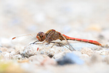 Southern darter, Sympetrum meridionale, male dragonfly resting