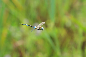 Migrant hawker, Aeshna mixta, dragonfly hunting