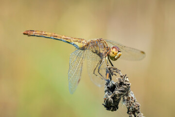 Southern darter, Sympetrum meridionale, dragonfly resting