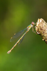 Detail closeup of a western willow emerald damselfly Chalcolestes viridis