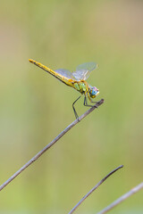 Sympetrum fonscolombii, Red-veined darter or nomad resting on vegetation