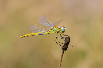 Sympetrum fonscolombii, Red-veined darter or nomad resting on vegetation