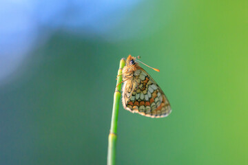 Heath fritillary butterfly, melitaea athalia, pollinating