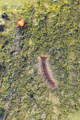 Gypsy moth or spongy moth , Lymantria dispar, caterpillar crawling and climbing.