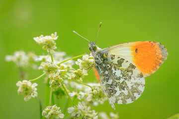 Anthocharis cardamines Orange tip male butterfly resting in sunlight